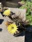 Preview: Lobivia lateritia v citriflora